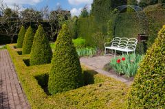 A row of topiary in a formal arrangement