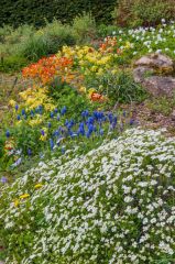Colourful spring flowers