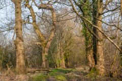 The overgrown top of the Wall earthworks