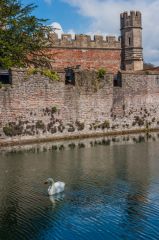 A swan enjoys the waters of the moat