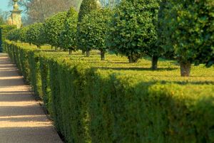 Westbury Court Garden