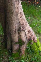 Interesting tree roots