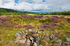 Whitehill Stone Circle, Cairn within the circle