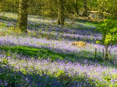Drifts of spring bluebells (c) Colin Smith