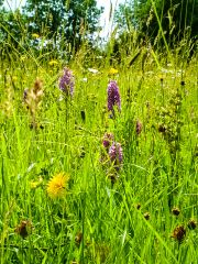 The hay meadows at Winllan (c) Ian Knox