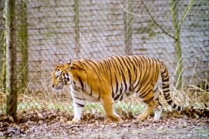 safari park bedford