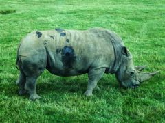 Rhinoceros (c) Kenneth Allen