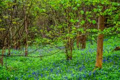Bluebell woods at Aysgarth
