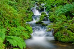 A quiet stretch of the stream
