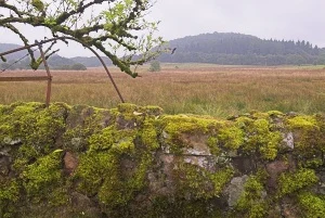 Fairy Knowe, Aberfoyle