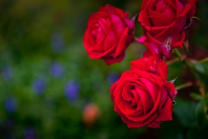 Ballindalloch Roses in the rose garden