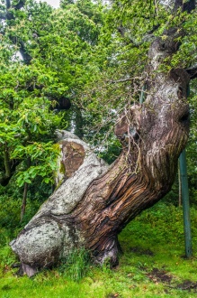 Queen Ermengarde's chestnut tree