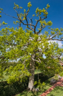 The Diamond Jubilee Tree