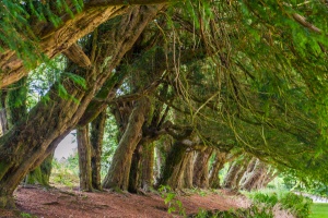 The 18th century yew avenue