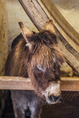 A Carisbrooke donkey taking a break from drawing well water