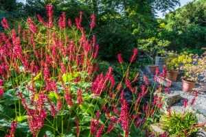 Autumn colour in Cascades Gardens