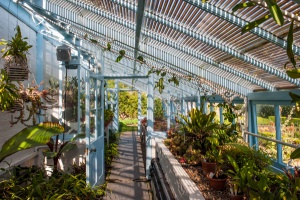 Darwin's greenhouse