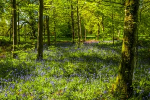 Bluebell woods in the grounds