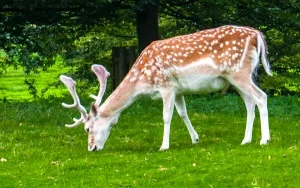 Deer grazing in the grounds