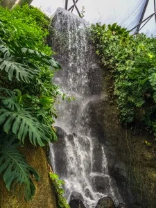 The rainforest waterfall