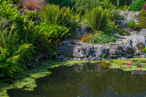 The Alpine rock garden