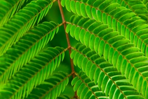 Summer ferns