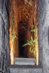 Ferns growing on the damp tunnel walls