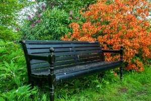 A quiet bench in the woodland garden