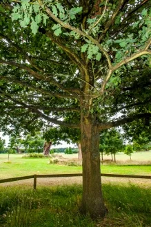 Queen Elizabeth's Oak
