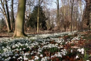 Snowdrops in Spring (c) Graham Hogg