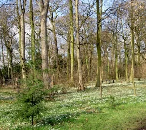 The snowdrop woods (c) Steve Fareham