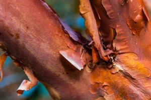 Colourful bark in the woodland