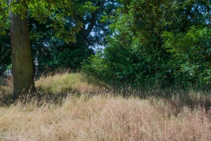 Remains of earthworks at Lexden