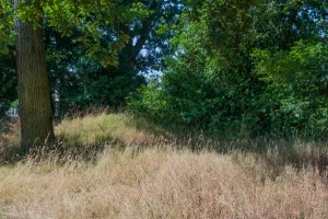 Remains of earthworks at Lexden