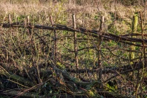 A hedgerow being laid in Little Wittenham, Oxfordshire