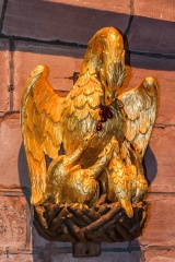The golden pelican, 1762
