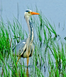 A heron hidden amid reeds by the loch shore