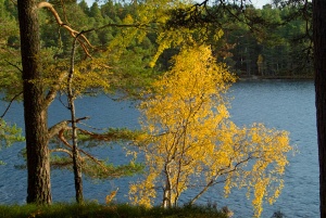 Loch an Eilean, Rothiemurchus Estate