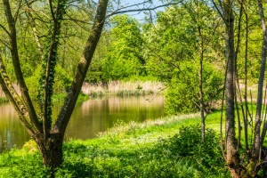 Peering through trees at the moat
