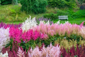 Summer astilbe in bloom