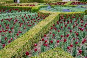 A formal garden bed beside the house