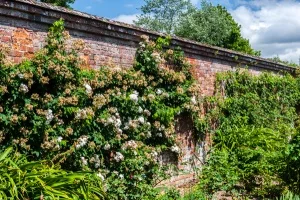 The walled garden
