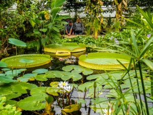 Giant lily pads in the Botanic Gardens