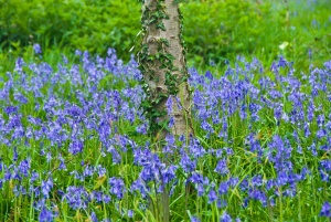 Bluebell woods in Spring
