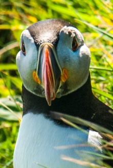 A Staffa puffin looking straight at my camera