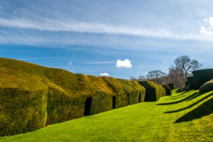 Yew hedges in the garden