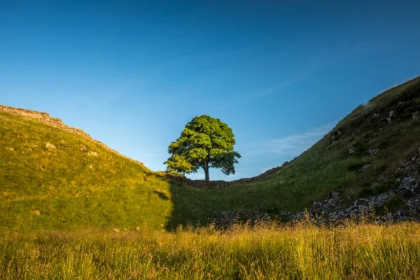 Sycamore Gap and The Robin Hood Tree