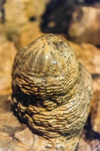 Happy the dwarf stalagmite