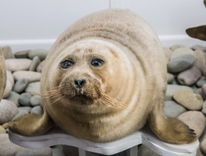 A Baikal seal from Siberia