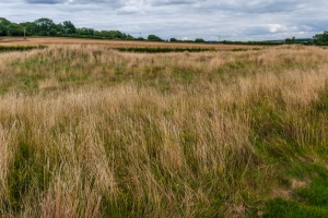 Site of the Roman villa